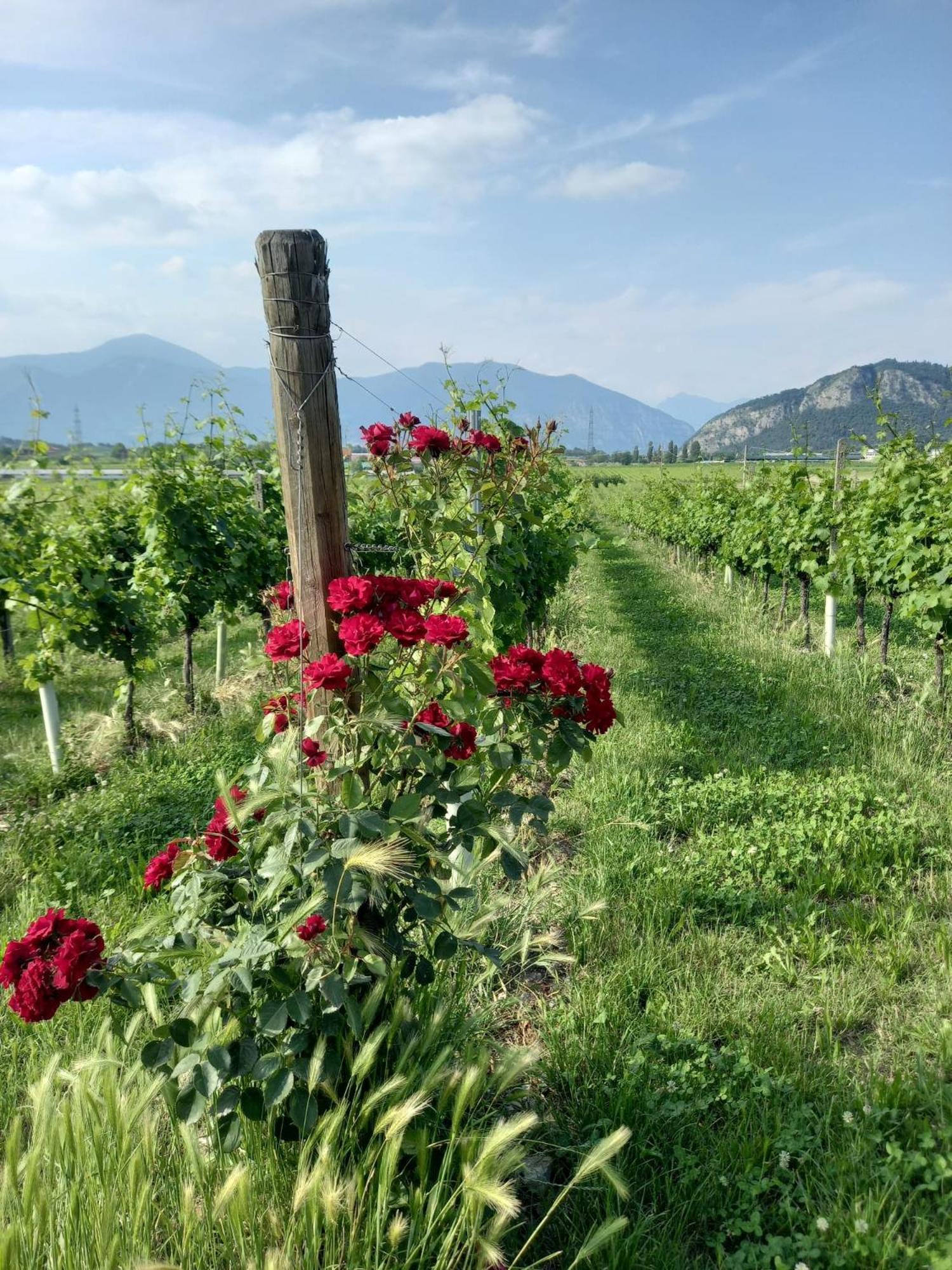 Apartamento La Corte Del Bona - Vicino Alle Cantine E A Circa 15 Minuti Dal Lago Di Iseo - Erbusco Exterior foto